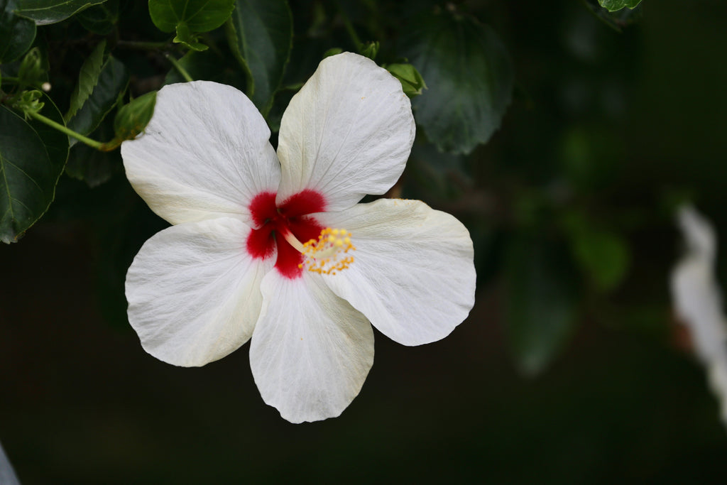 Miel de flores silvestres: ¡El sabor más exótico y único para tus platos!
