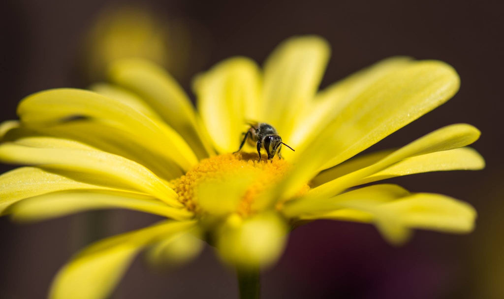 Miel de diferentes flora: ¡Conoce las características únicas de cada tipo!