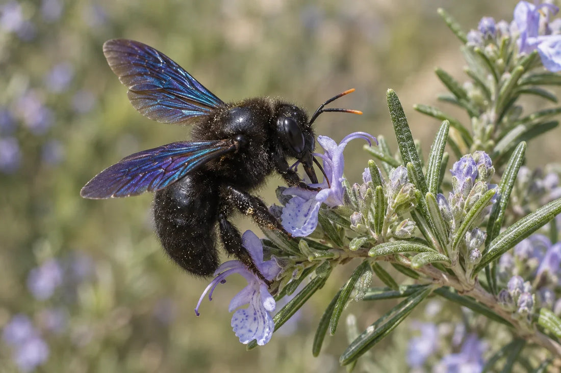 Abeja carpintera negra con alas de reflejo azulado posada en una flor de romero