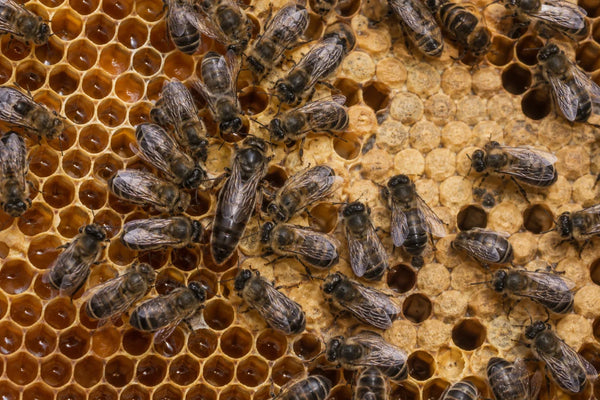 Abejas melíferas de color oscuro sobre un panal, características de la abeja negra ibérica