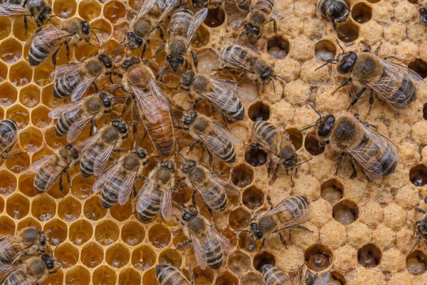 Abejas obreras, zánganos y una reina alargada sobre un cuadro de panal con cría operculada