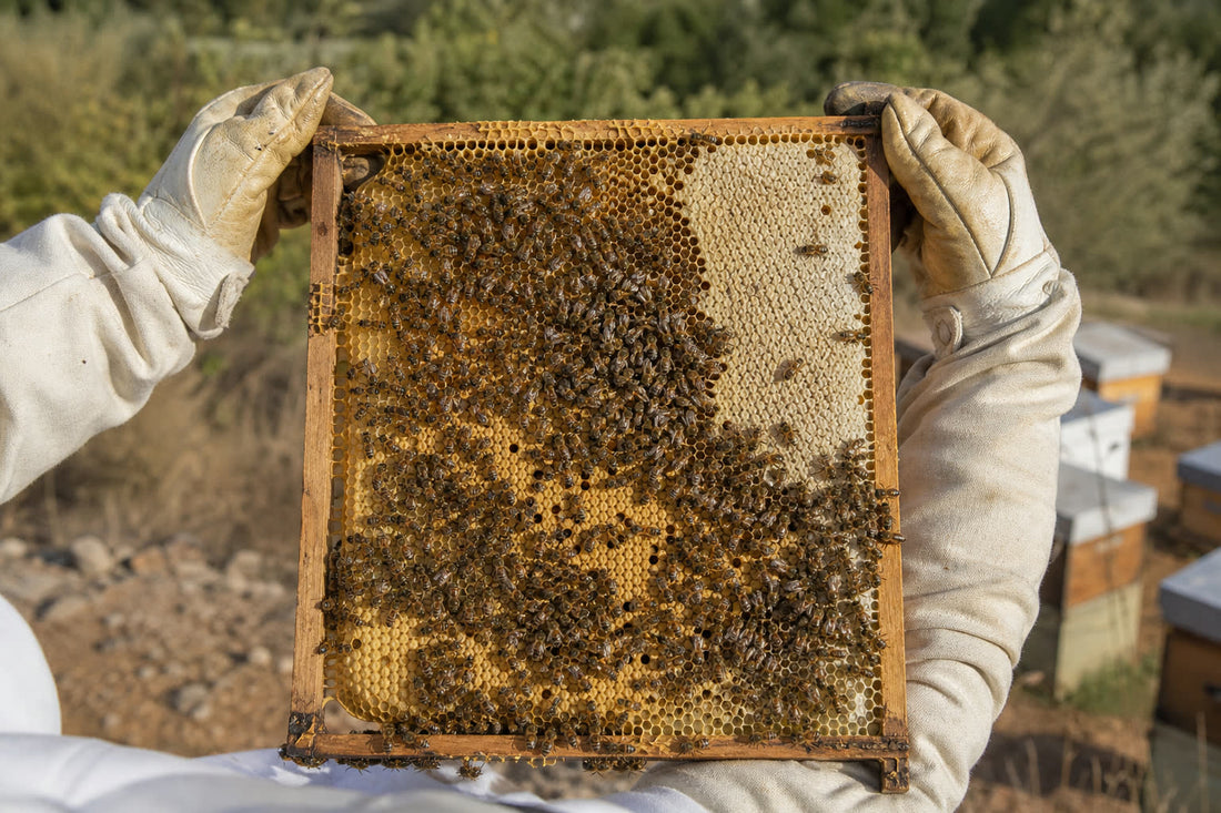 Cuadro de colmena con abejas y celdillas de miel operculada