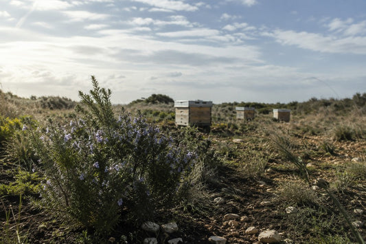 Representación editorial de un paisaje mediterráneo en flor con colmenas genéricas bajo un cielo cambiante
