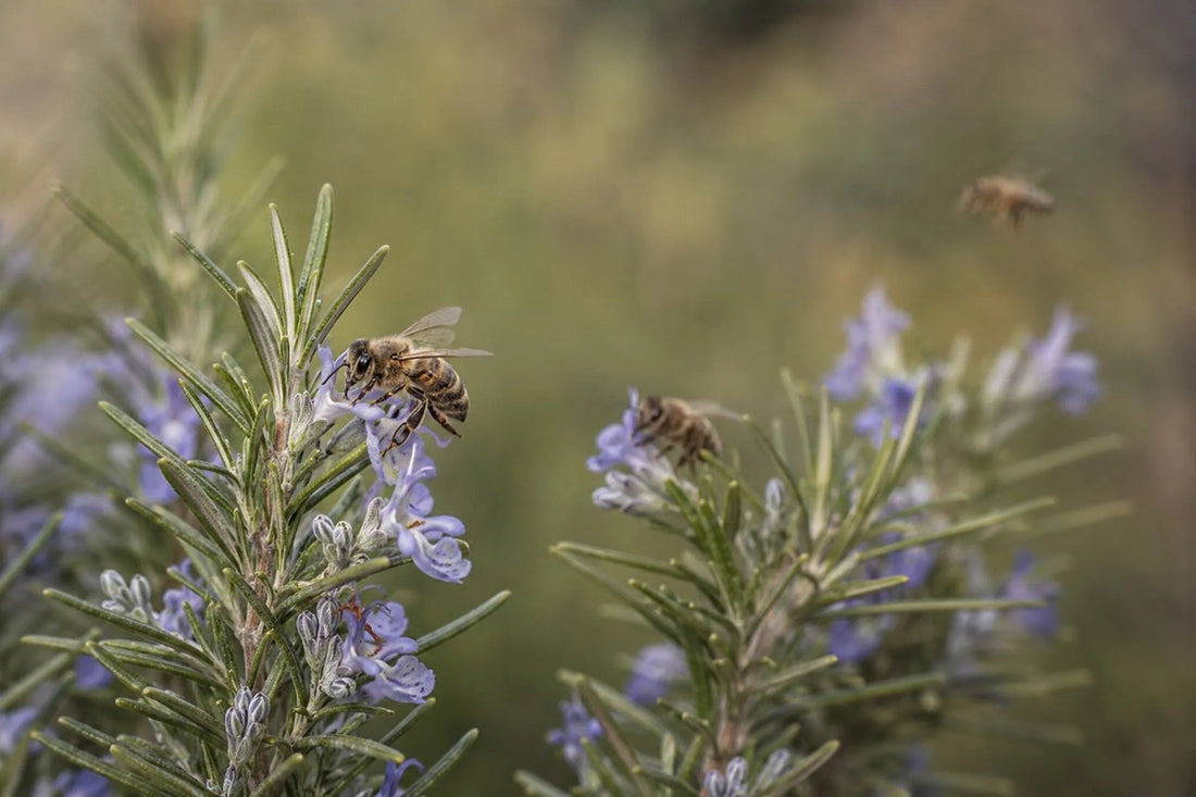 Abejas melíferas visitando flores de romero en una representación editorial de la búsqueda de alimento