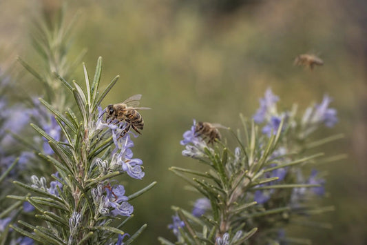 Abejas melíferas visitando flores de romero en una representación editorial de la búsqueda de alimento