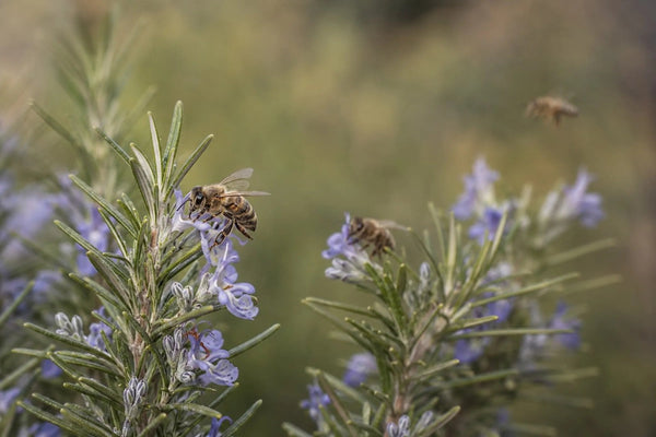 Abejas melíferas visitando flores de romero en una representación editorial de la búsqueda de alimento