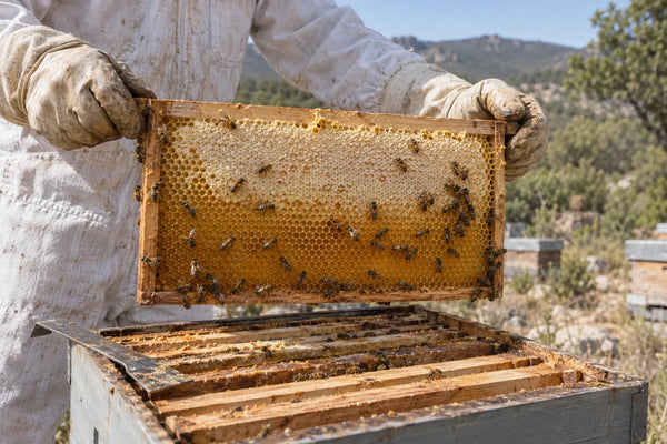 Apicultor con guantes sosteniendo un cuadro de panal con abejas sobre una colmena abierta en el monte