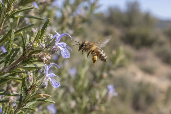 Abeja melífera en vuelo acercándose a una flor de romero con polen en las patas