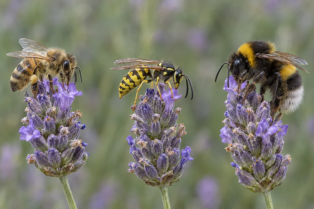 Abeja melífera, avispa común y abejorro posados sobre flores de lavanda para compararlos
