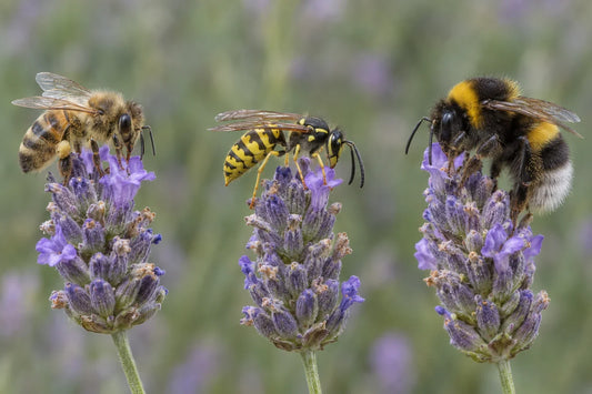 Abeja melífera, avispa común y abejorro posados sobre flores de lavanda para compararlos