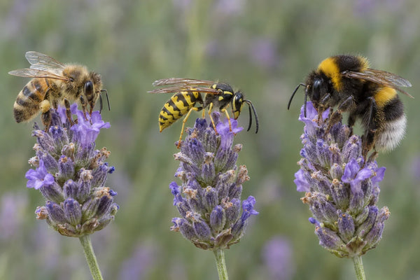 Abeja melífera, avispa común y abejorro posados sobre flores de lavanda para compararlos