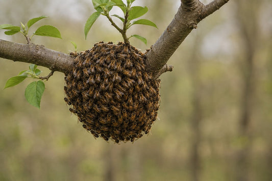 Representación editorial de un enjambre de abejas agrupado en una rama