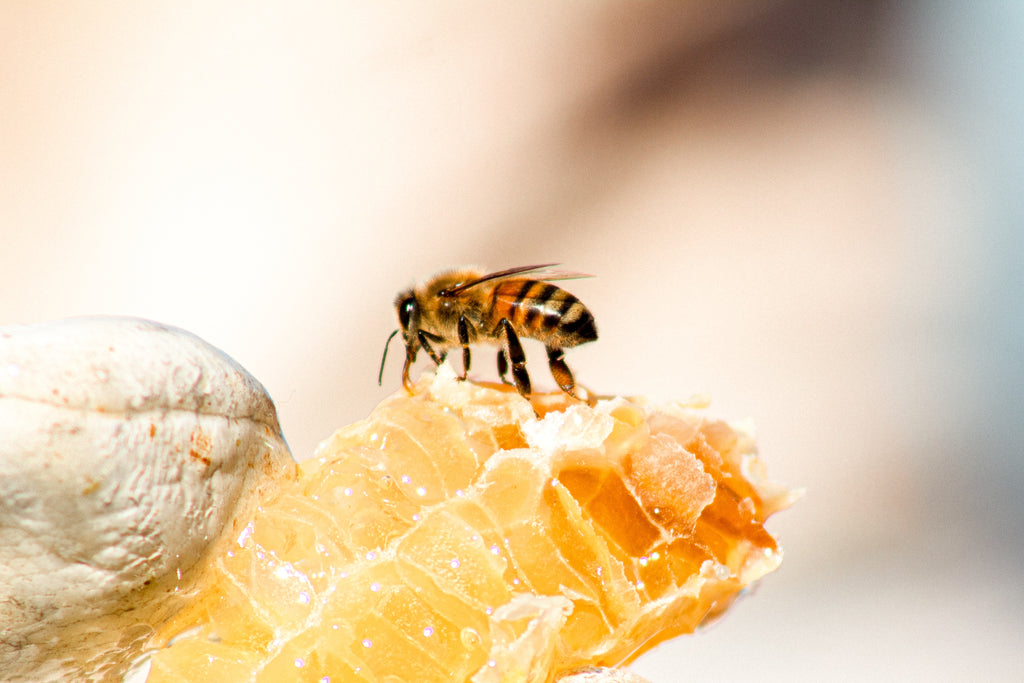 Descubre la miel más pura y natural: ¡Nuestras abejas trabajan duro para ofrecerte lo mejor!