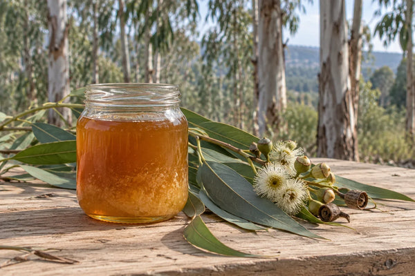 Tarro de miel de eucalipto parcialmente cristalizada junto a hojas, flores y frutos de eucalipto