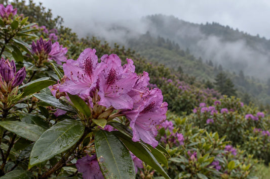 Flores rosa púrpura de rododendro silvestre en un paisaje de montaña, sin ningún tarro de miel visible