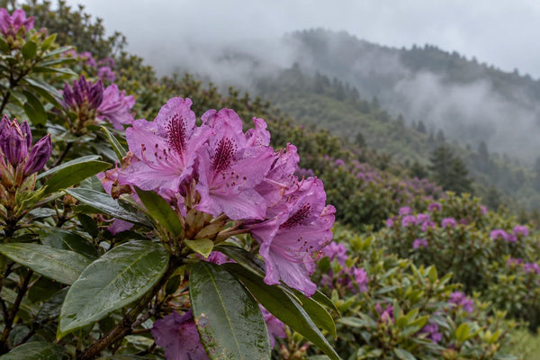 Flores rosa púrpura de rododendro silvestre en un paisaje de montaña, sin ningún tarro de miel visible