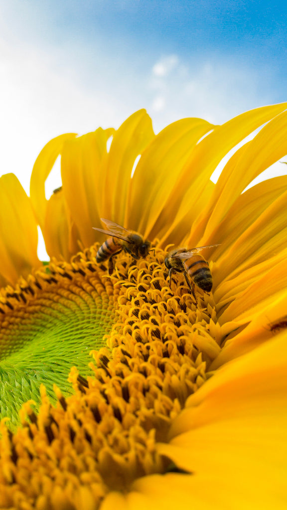 Miel y su impacto en el medio ambiente: ¿Por qué es importante apoyar a las abejas?