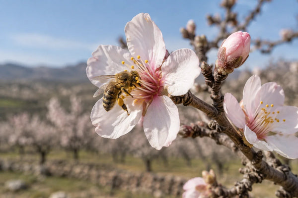 Abeja melífera polinizando una flor de almendro en un almendral en flor