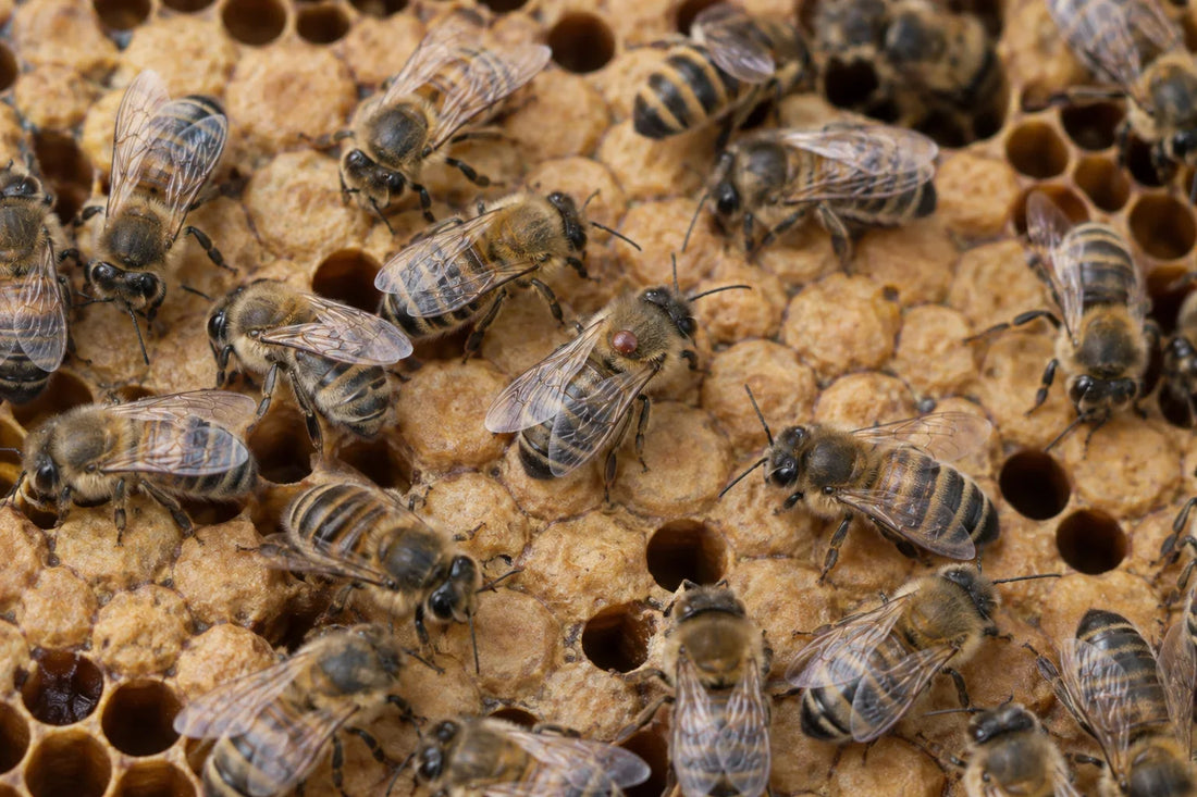 Abejas sobre cría operculada con un ácaro varroa sobre el tórax de una de ellas