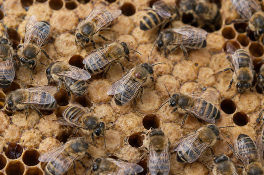 Abejas sobre cría operculada con un ácaro varroa sobre el tórax de una de ellas